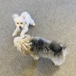 Happy Visitors - Dogs