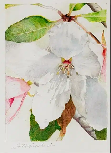 Pinetop Gallery 12:1:25-3