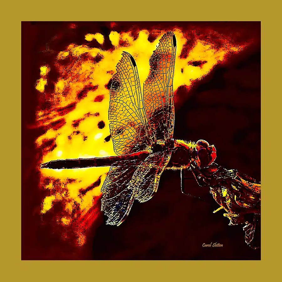 Photography Books 2.10.26-3